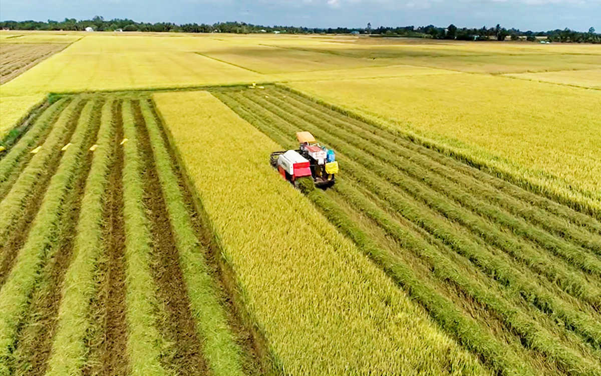 Ngôi sao nông thôn mới tỉnh Cà Mau- Ảnh 1. Ngôi sao nông thôn mới tỉnh Cà Mau- Ảnh 1.