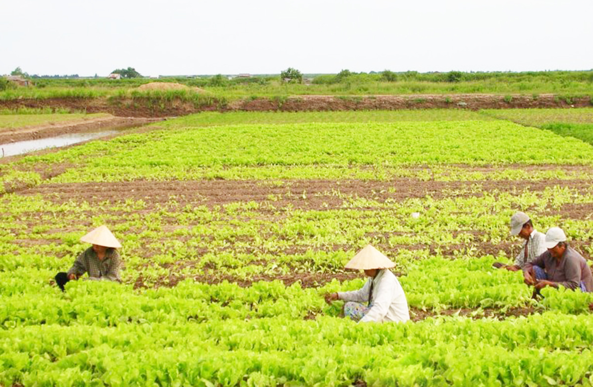 Ngôi sao nông thôn mới tỉnh Cà Mau- Ảnh 2. Ngôi sao nông thôn mới tỉnh Cà Mau- Ảnh 2.