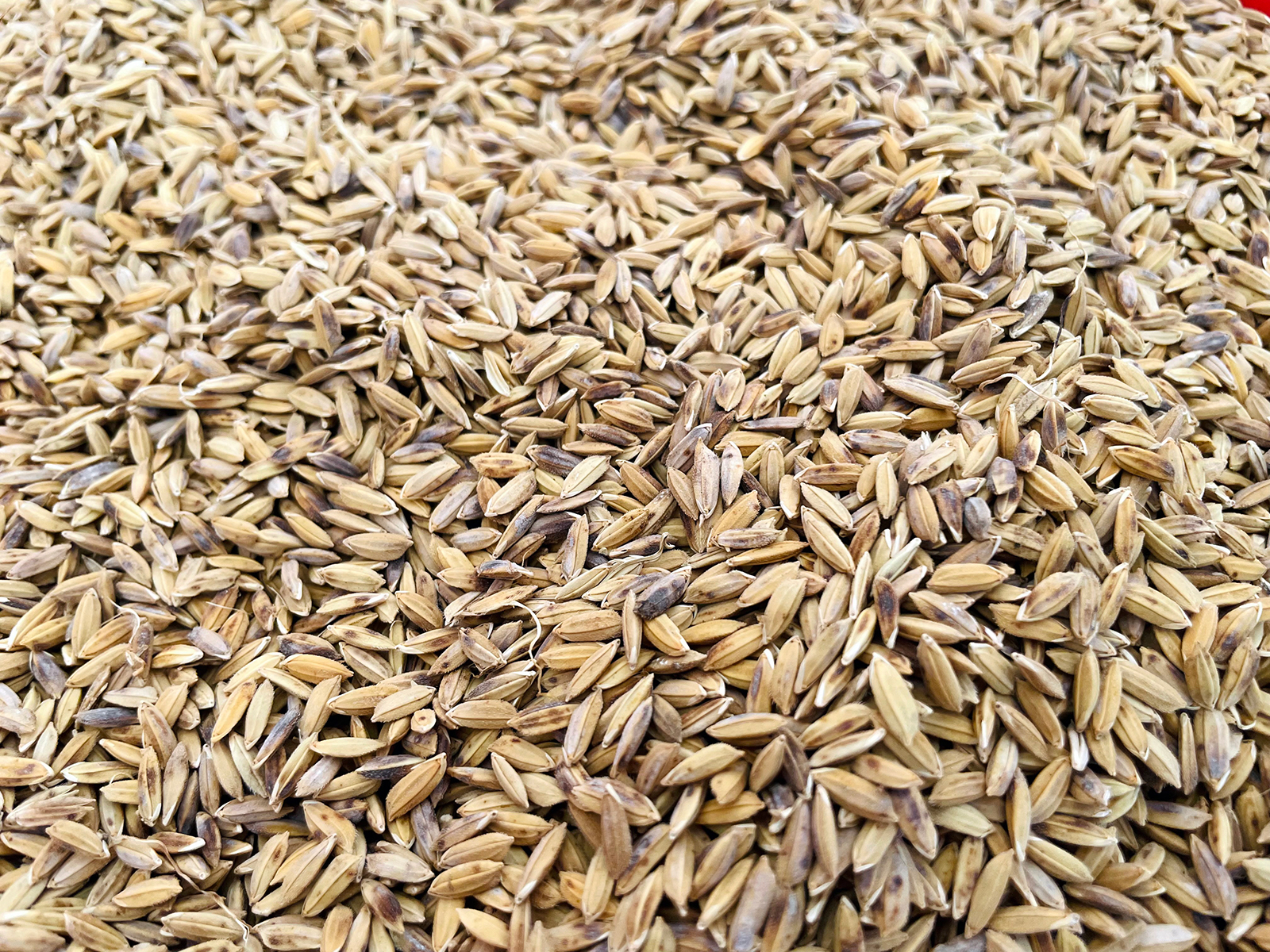 Nhà khoa học của nhà nông An Giang- Ảnh 2. Nhà khoa học của nhà nông An Giang- Ảnh 2.