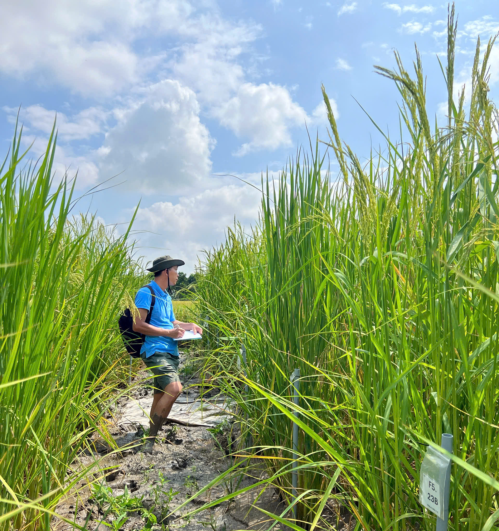 Nhà khoa học của nhà nông An Giang- Ảnh 4. Nhà khoa học của nhà nông An Giang- Ảnh 4.
