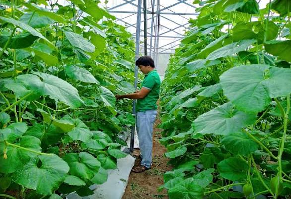 Nghệ An: Hợp tác xã làm cầu nối chuyển đổi số và công nghệ cao trong nông nghiệp- Ảnh 1. Nghệ An: Hợp tác xã làm cầu nối chuyển đổi số và công nghệ cao trong nông nghiệp- Ảnh 1.