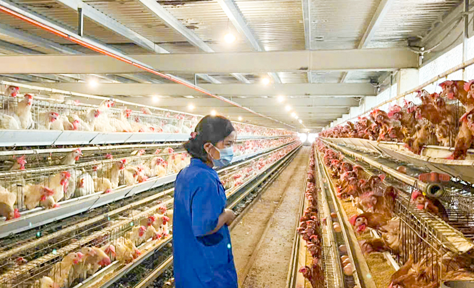 Khánh Hòa: Kết quả giảm nghèo ấn tượng nhờ linh hoạt chính sách và phát triển sinh kế bền vững- Ảnh 1.