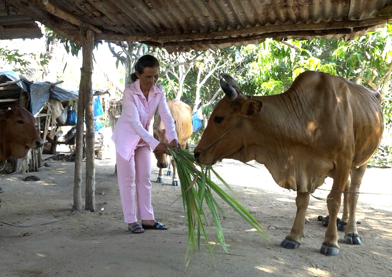 Khoa học, công nghệ và chuyển đổi số: Đòn bẩy thúc đẩy sinh kế bền vững tại Khánh Hoà- Ảnh 2. Khoa học, công nghệ và chuyển đổi số: Đòn bẩy thúc đẩy sinh kế bền vững tại Khánh Hoà- Ảnh 2.