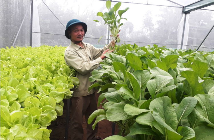 Nông nghiệp công nghệ cao: Bước chuyển mình mạnh mẽ của hợp tác xã Nghệ An- Ảnh 1. Nông nghiệp công nghệ cao: Bước chuyển mình mạnh mẽ của hợp tác xã Nghệ An- Ảnh 1.