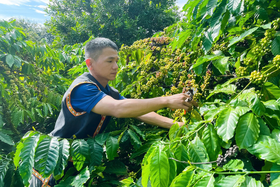 Cà phê xanh: Hướng đi giảm nghèo bền vững ở vùng dân tộc thiểu số Đắk Lắk- Ảnh 2.