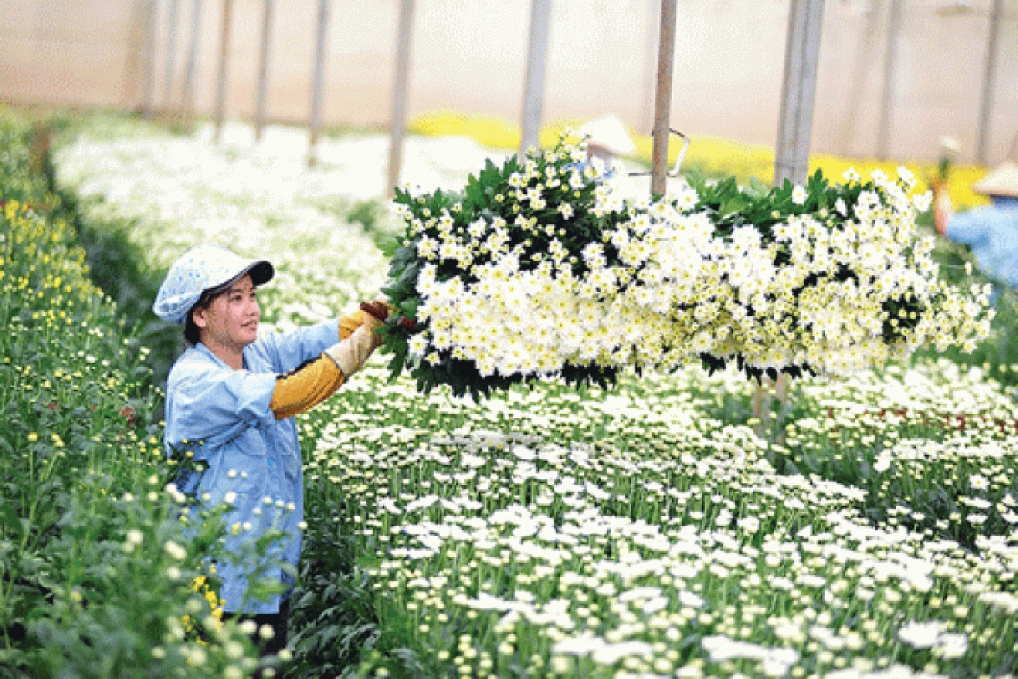 Chuyển mình trên hành trình giảm nghèo bền vững ở Lâm Đồng- Ảnh 2. Chuyển mình trên hành trình giảm nghèo bền vững ở Lâm Đồng- Ảnh 2.