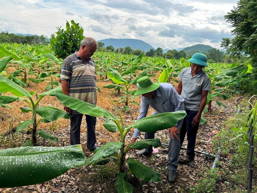 Đam Rông 2 chuyển mình trên hành giảm nghèo bền vững- Ảnh 2. Đam Rông 2 chuyển mình trên hành giảm nghèo bền vững- Ảnh 2.