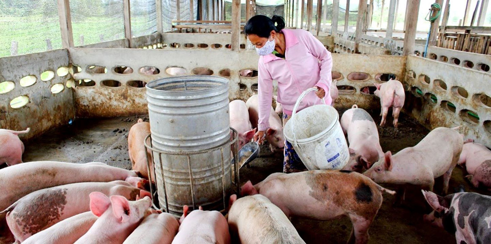 Освоєння джерел генів вірусів для розробки діагностичних наборів та вакцин - Фото 1. Làm chủ nguồn gen virus để phát triển kit chẩn đoán và vắc xin- Ảnh 1.