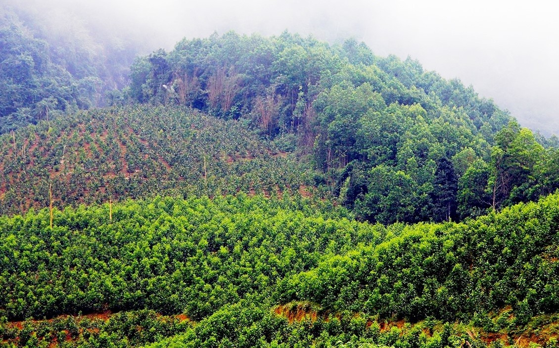 Решения для восстановления плодородия и устойчивого развития лесного хозяйства - Фото 1. Giải pháp phục hồi độ phì và phát triển lâm nghiệp bền vững- Ảnh 1.
