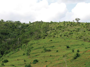 Решения для восстановления плодородия и устойчивого развития лесного хозяйства - Фото 2. Giải pháp phục hồi độ phì và phát triển lâm nghiệp bền vững- Ảnh 2.