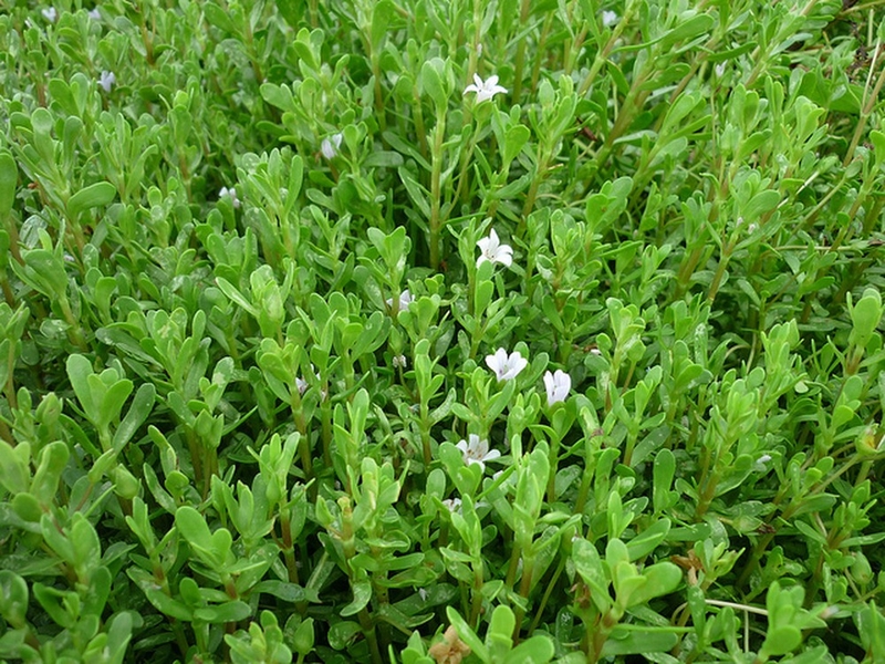 Utnyttjande och utveckling av genetiska resurser från Bach bo och Rau dang bien - Foto 1. Khai thác và phát triển nguồn gen Bách bộ và Rau đắng biển- Ảnh 1.