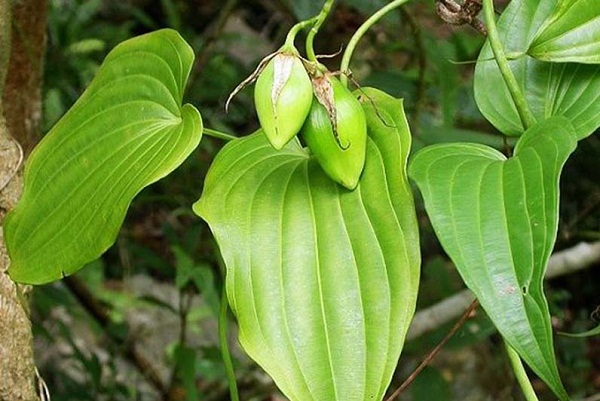 Utnyttjande och utveckling av genetiska resurser från Bach bo och Rau dang bien - Foto 2. Khai thác và phát triển nguồn gen Bách bộ và Rau đắng biển- Ảnh 2.