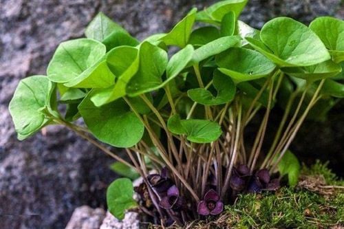 Utnyttelse og utvikling av genetiske ressurser fra medisinplanten Te Tan La Tim for bærekraftig medisinproduksjon i Vietnam - Foto 1. Khai thác và phát triển nguồn gen cây thuốc Tế tân lá tim hướng tới sản xuất dược liệu bền vững tại Việt Nam- Ảnh 1.