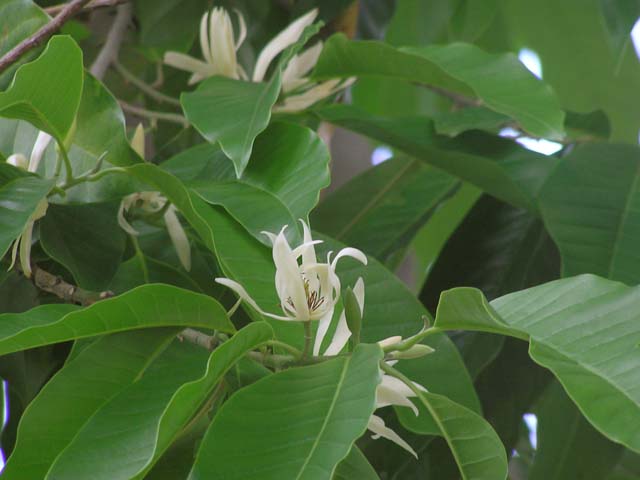 Bygging av en database over Magnoliophyta i Vietnam - Bilde 1. Xây dựng bộ cơ sở dữ liệu ngành Ngọc lan (Magnoliophyta) ở Việt Nam- Ảnh 1.