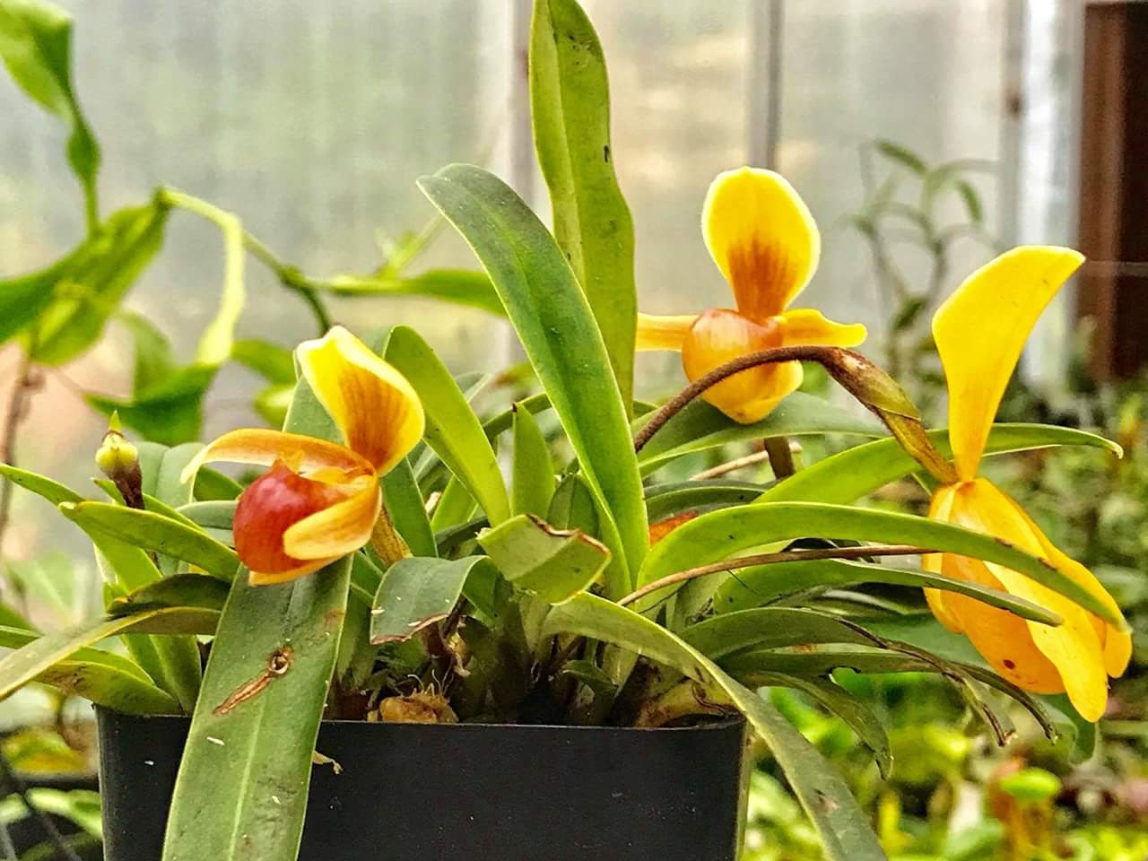 Bevarande och utveckling av genkällor för två sällsynta orkidéarter i Vietnam - Foto 1. Bảo tồn và phát triển nguồn gen hai loài Lan quý hiếm tại Việt Nam- Ảnh 1.