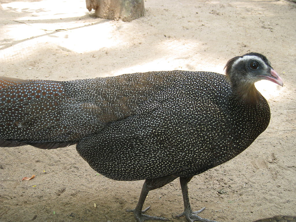 שימור מינים בסכנת הכחדה באמצעות טכנולוגיה גנומית - תמונה 2. Bảo tồn loài nguy cấp bằng công nghệ hệ gen- Ảnh 2.