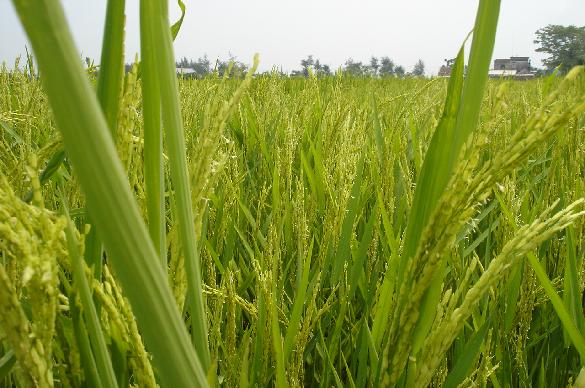 Ứng dụng công nghệ sinh học nâng cao hàm lượng vi chất trong giống lúa - Ảnh 1.