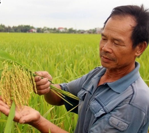 Hoàn thành nghiên cứu chỉnh sửa gen nâng cao khả năng chống chịu cho giống lúa Việt Nam - Ảnh 1.