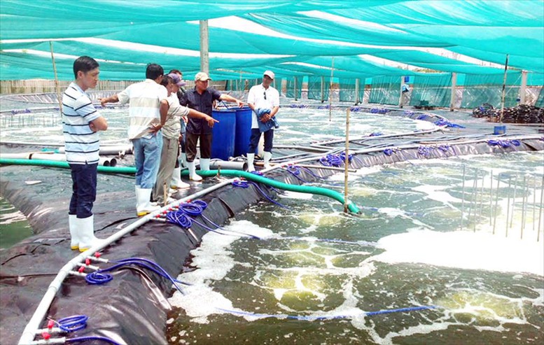 Bến Tre có thêm 493 ha nuôi tôm công nghệ cao tính từ đầu năm - Ảnh 1.
