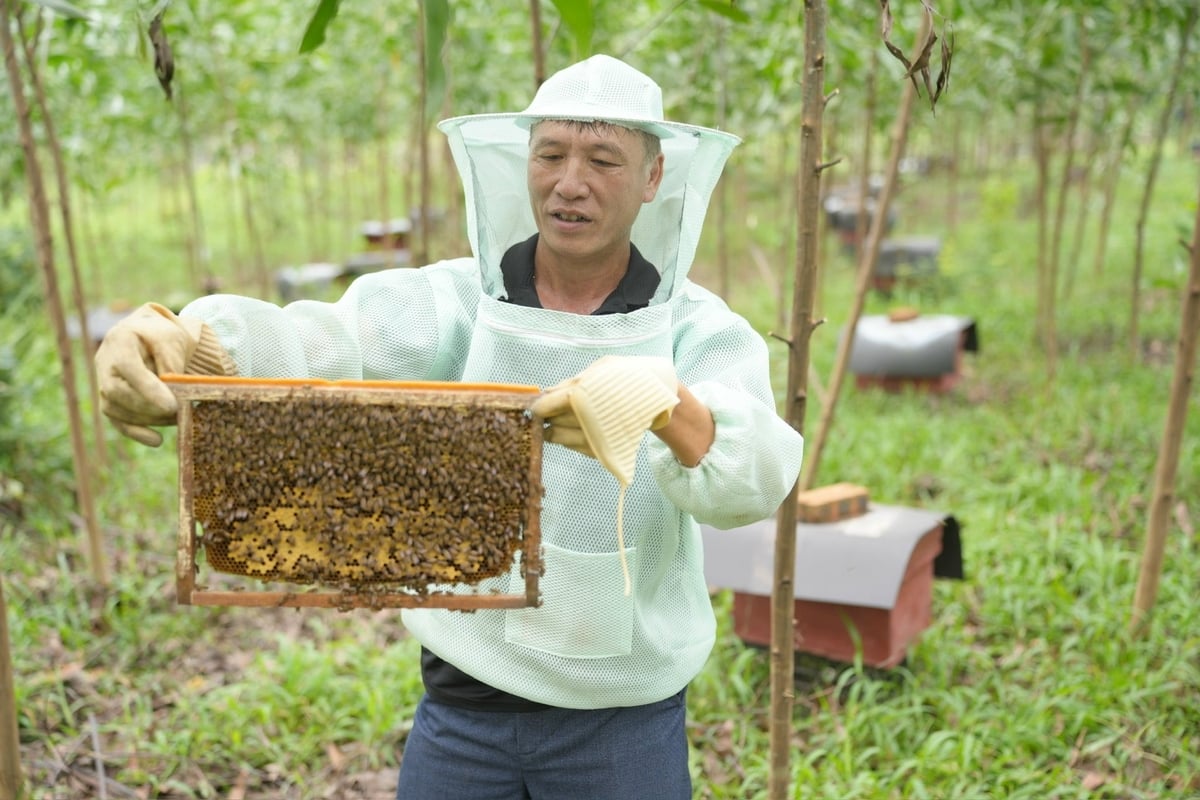 Giảm nghèo bền vững ở Sơn Động [Bài 2]: Nuôi ong mở lối thoát nghèo - Ảnh 5.