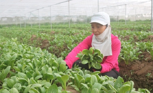 Hưng Yên: Phát triển kinh tế tập thể góp phần giảm nghèo - Ảnh 1.