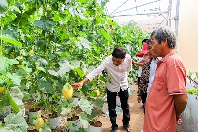 Hưng Yên: Phát triển kinh tế tập thể góp phần giảm nghèo - Ảnh 3.