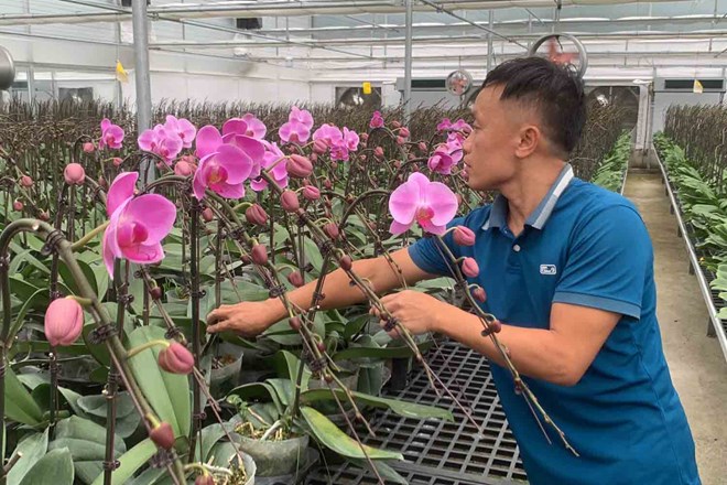Bắc Ninh ứng dụng c&ocirc;ng nghệ cao, n&acirc;ng tầm sản xuất hoa lan hồ điệp v&agrave; hoa lily- Ảnh 1.