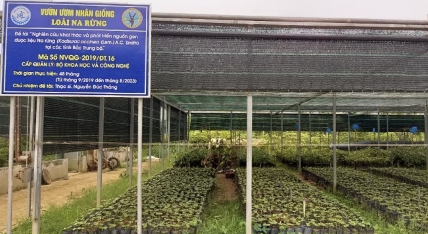 Khoa học và công nghệ mở hướng phát triển dược liệu Na rừng ở miền núi- Ảnh 1.