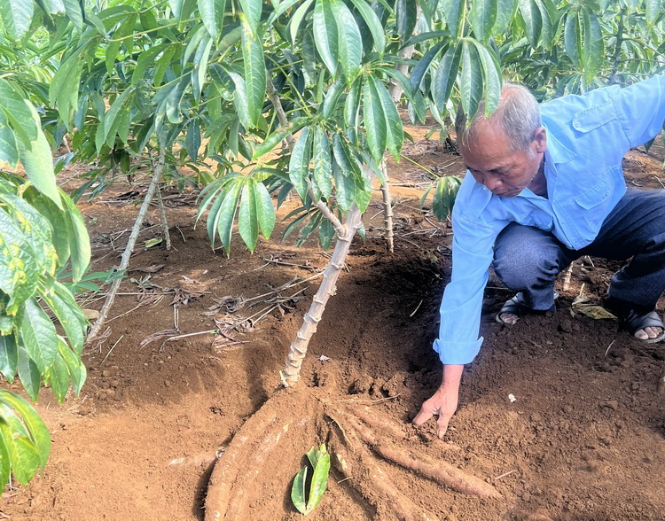 Hai giống sắn mới cho năng suất tinh bột tr&ecirc;n 15 tấn/ha- Ảnh 3.