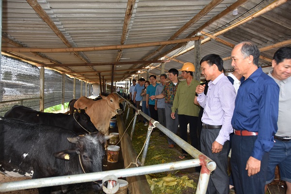 Bò lai BBB mở hướng nâng tầm vóc đàn bò thịt Sơn La- Ảnh 1.