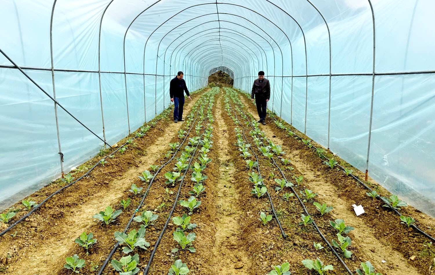 Mô hình sinh kế mới cho người dân vùng cao Lào Cai giảm nghèo- Ảnh 1.