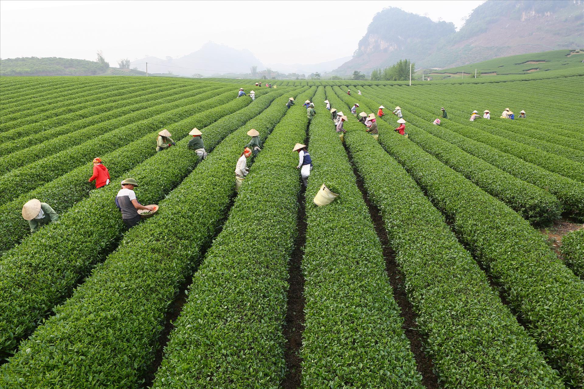 Tầm nhìn chiến lược của Nghị quyết 57 cho nông nghiệp Việt Nam: Sơn La đột phá trong phát triển nông nghiệp công nghệ cao - Ảnh 7.