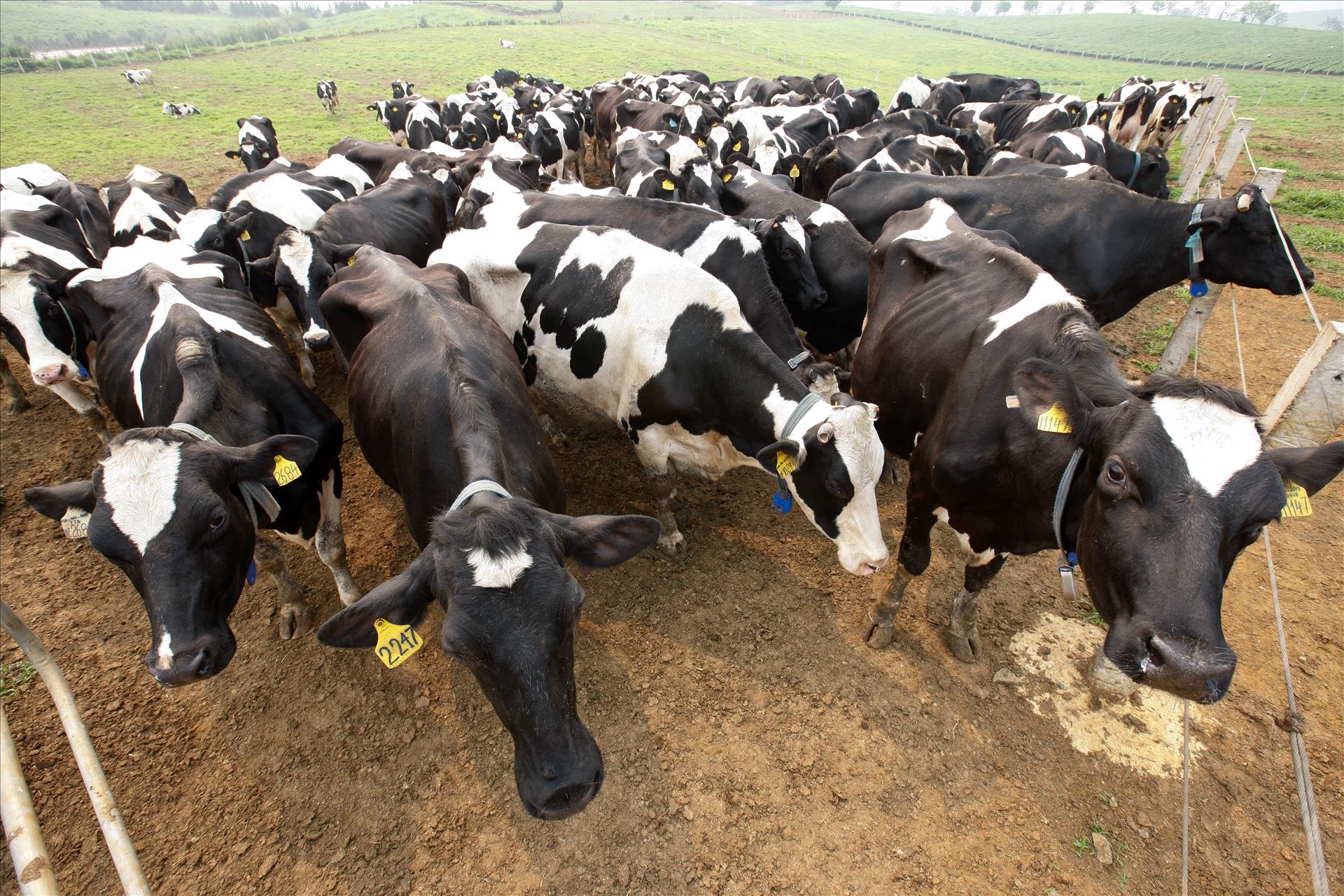 Tầm nhìn chiến lược của Nghị quyết 57 cho nông nghiệp Việt Nam: Sơn La đột phá trong phát triển nông nghiệp công nghệ cao - Ảnh 8.