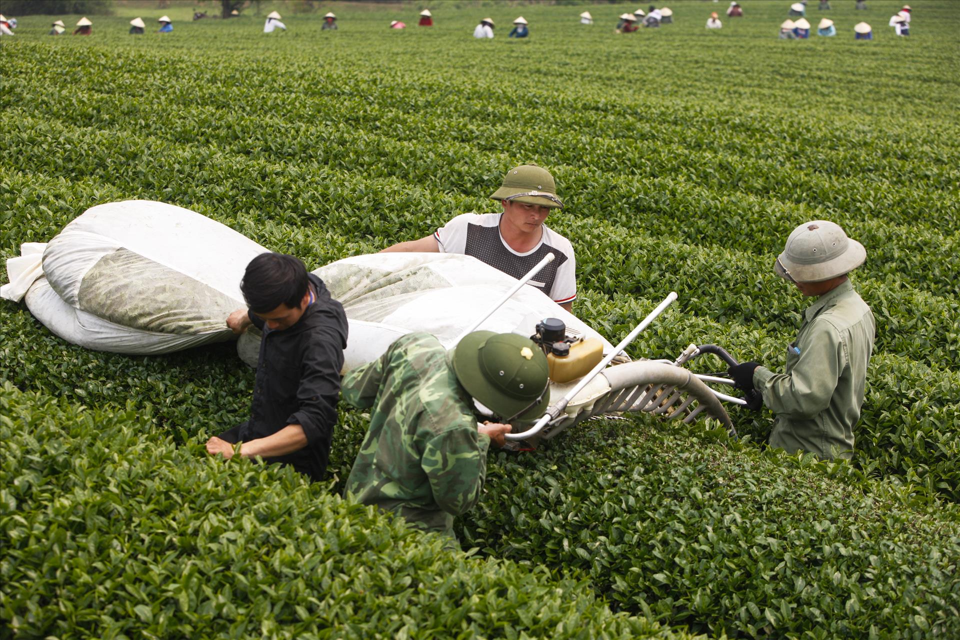 Tầm nhìn chiến lược của Nghị quyết 57 cho nông nghiệp Việt Nam: Sơn La đột phá trong phát triển nông nghiệp công nghệ cao - Ảnh 3.
