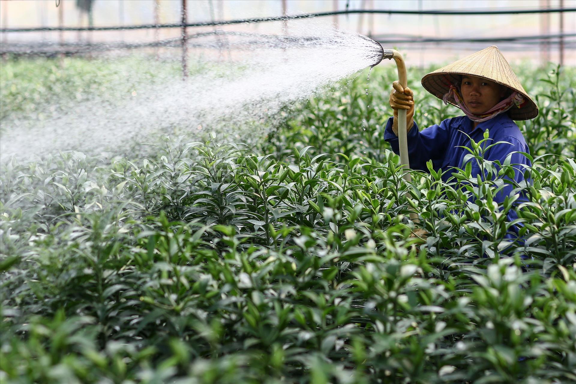 Tầm nhìn chiến lược của Nghị quyết 57 cho nông nghiệp Việt Nam: Sơn La đột phá trong phát triển nông nghiệp công nghệ cao - Ảnh 15.