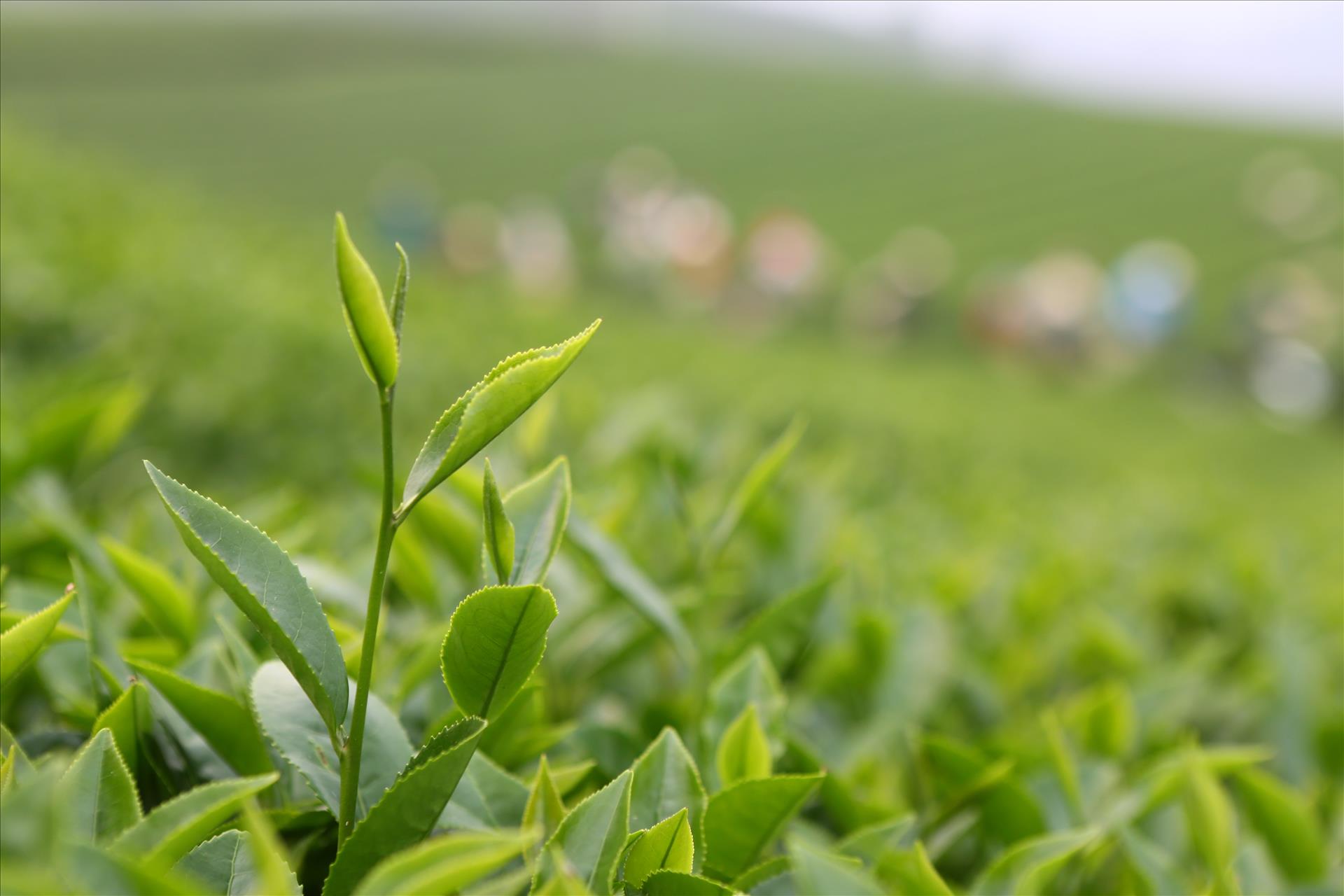 Tầm nhìn chiến lược của Nghị quyết 57 cho nông nghiệp Việt Nam: Sơn La đột phá trong phát triển nông nghiệp công nghệ cao - Ảnh 2.