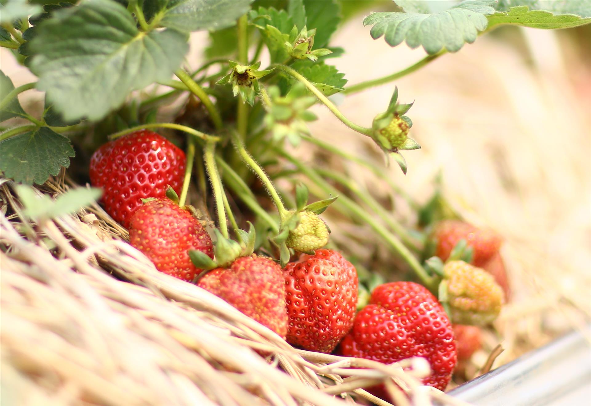 Tầm nhìn chiến lược của Nghị quyết 57 cho nông nghiệp Việt Nam: Sơn La đột phá trong phát triển nông nghiệp công nghệ cao - Ảnh 17.