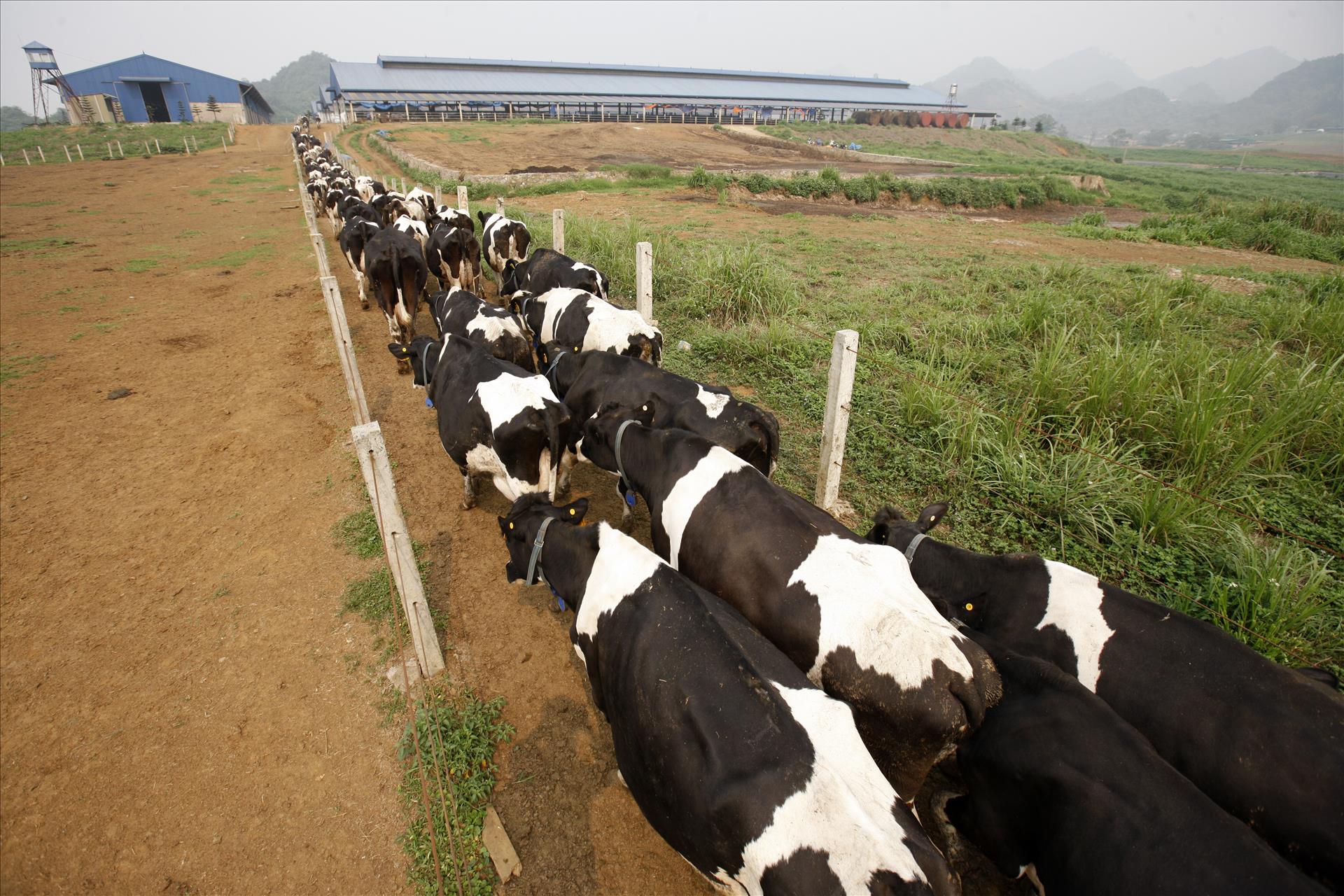Tầm nhìn chiến lược của Nghị quyết 57 cho nông nghiệp Việt Nam: Sơn La đột phá trong phát triển nông nghiệp công nghệ cao - Ảnh 13.
