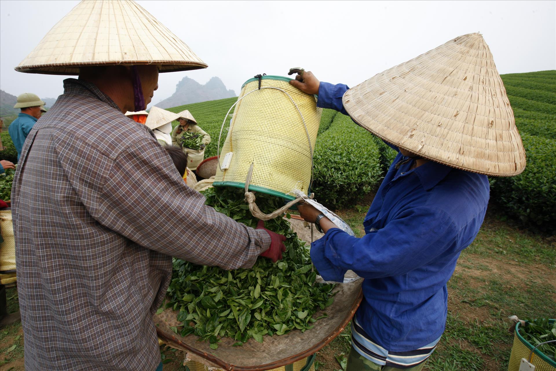 Tầm nhìn chiến lược của Nghị quyết 57 cho nông nghiệp Việt Nam: Sơn La đột phá trong phát triển nông nghiệp công nghệ cao - Ảnh 5.