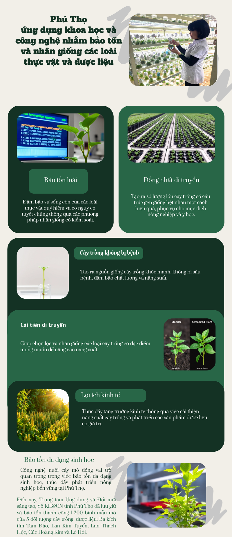 Phú Thọ lưu giữ, bảo tồn và nhân giống cây trồng, dược liệu bằng công nghệ nuôi cấy mô tế bào- Ảnh 1. Phú Thọ lưu giữ, bảo tồn và nhân giống cây trồng, dược liệu bằng công nghệ nuôi cấy mô tế bào- Ảnh 1.