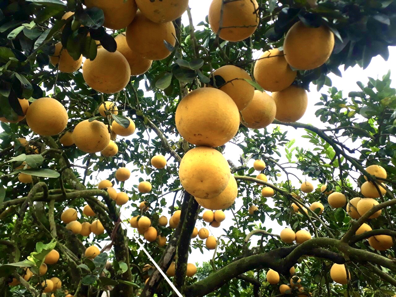 Nghị quyết số 57-NQ/TW khi &ldquo;thời cơ v&agrave;ng&rdquo; kh&ocirc;ng c&ograve;n l&agrave; khẩu hiệu- Ảnh 1.