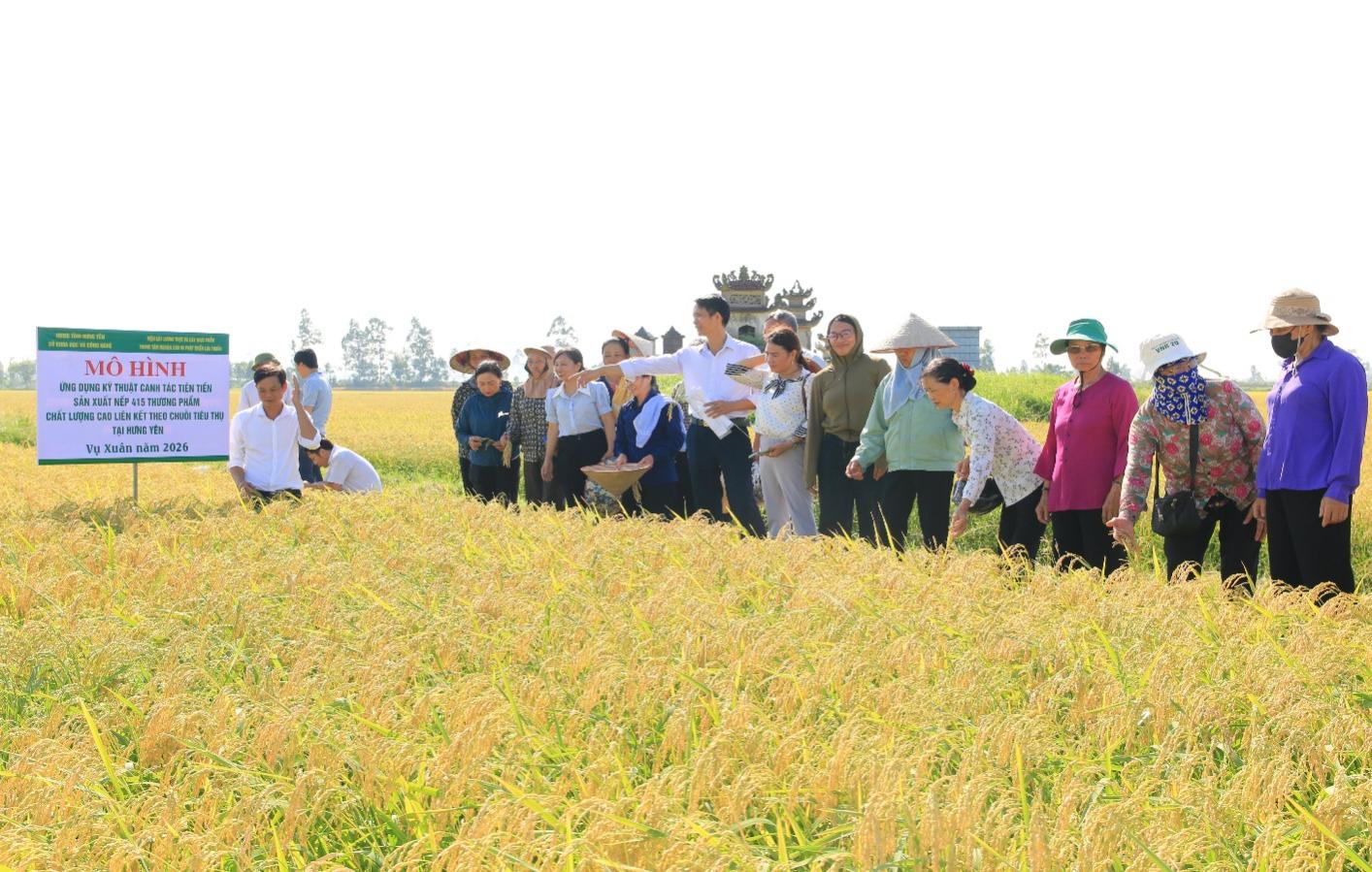 M&ocirc; h&igrave;nh l&uacute;a Nếp 415 mở hướng sản xuất n&ocirc;ng nghiệp hiện đại- Ảnh 3.