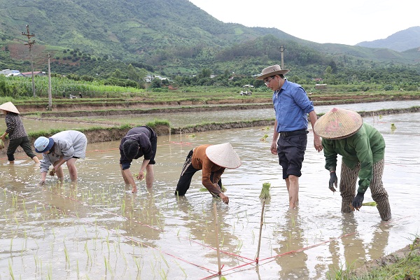 Phục tráng giống lúa I1, mở hướng phát triển sản phẩm gạo địa phương Sông Mã - Ảnh 1.