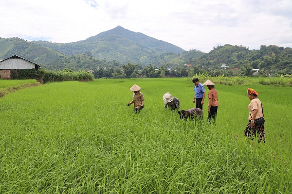 Phục tráng giống lúa I1, mở hướng phát triển sản phẩm gạo địa phương Sông Mã - Ảnh 4.