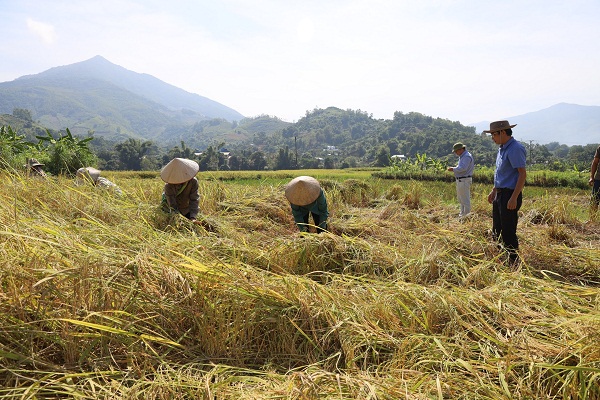 Phục tráng giống lúa I1, mở hướng phát triển sản phẩm gạo địa phương Sông Mã - Ảnh 3.