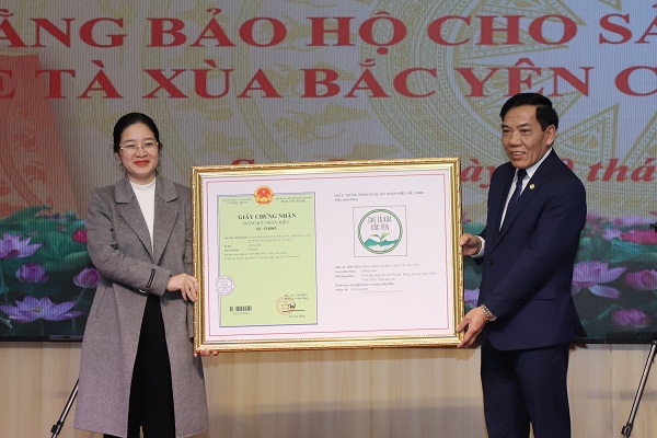 Ph&aacute;t triển thương hiệu Ch&egrave; T&agrave; X&ugrave;a Bắc Y&ecirc;n, mở rộng thị trường ti&ecirc;u thụ - Ảnh 2.
