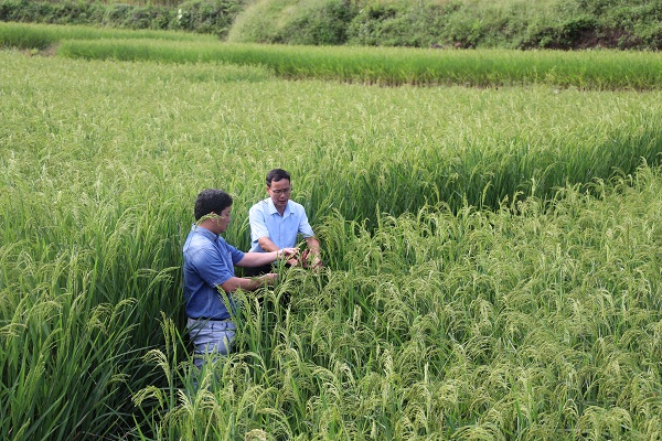 Phục tr&aacute;ng l&uacute;a nếp tan Lương, mở hướng ph&aacute;t triển giống bản địa ở Sơn La- Ảnh 2.