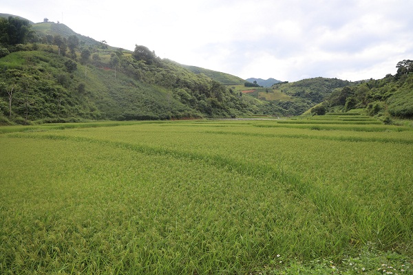 Phục tr&aacute;ng l&uacute;a nếp tan Lương, mở hướng ph&aacute;t triển giống bản địa ở Sơn La- Ảnh 1.