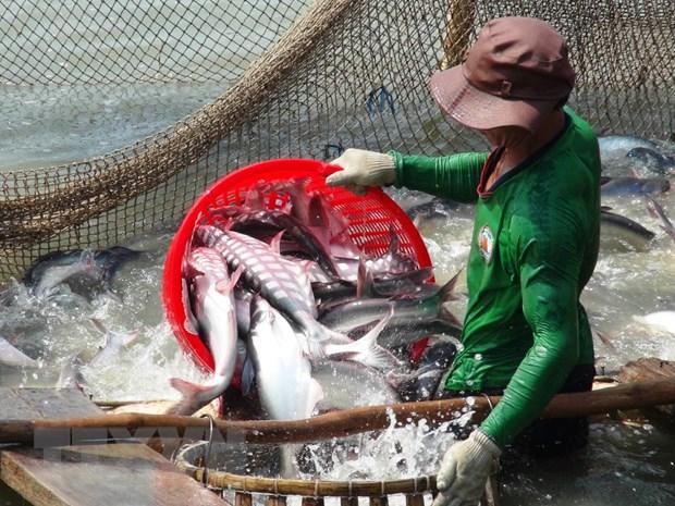 Công nghệ sinh học nâng chất lượng giống cá tra- Ảnh 1.