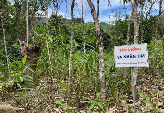 Bảo tồn nguồn gen mở hướng phát triển cây sa nhân dưới tán rừng- Ảnh 1.